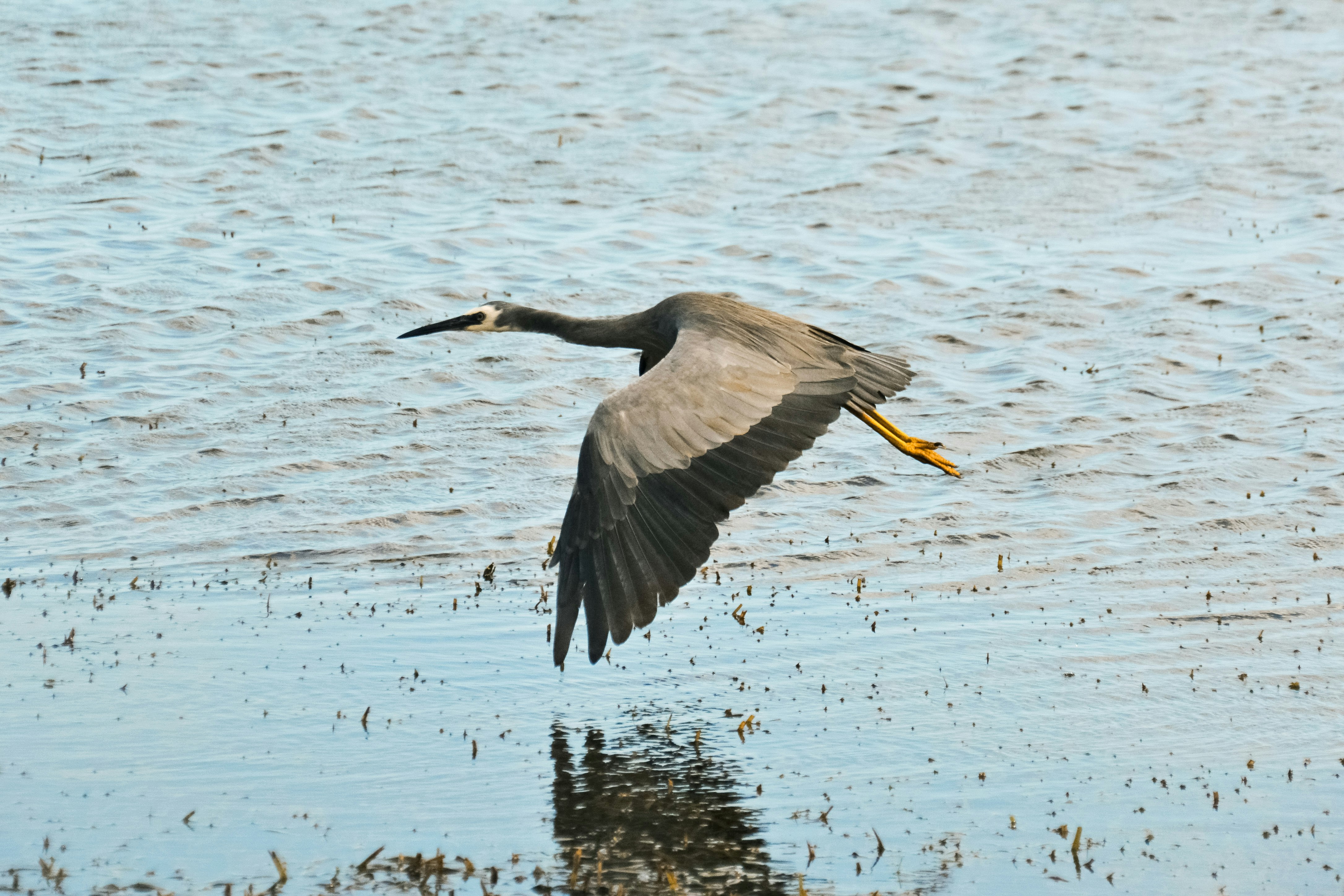 grey heron flying over the lake during daytime